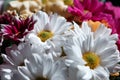 Various ÃÂhrysanthemums flowers on black background. ÃÂ¡opy space